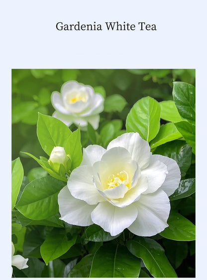 Car Air Freshener Luxury Interior Perfume Long lasting Natural Fragrance Elegant Design Auto Aromatherapy Accessory